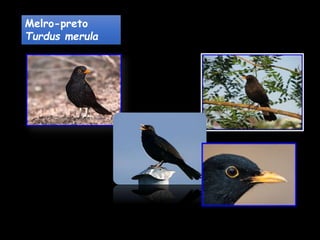 Melro-preto
Turdus merula
 