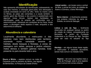 Identificação
Não apresenta dificuldades de identificação, sobressaindo, no
caso dos machos, a coloração geral preta, bico alaranjado e
auréola amarelada em torno do olho. Tanto no macho como
na fêmea, as patas são compridas e a cauda também. O
padrão geral das fêmeas e dos juvenis é acastanhado com
algumas riscas ténues. Apesar das facilidades de
identificação, pode no entanto ser confundido com o
estorninho-preto, sobretudo em condições de luz fraca. Ainda
assim, a plumagem desta espécie é mate, enquanto a dos
estorninhos é brilhante.
Localmente abundante, o melro-preto é das
espécies mais bem distribuídas pelo território,
ocorrendo numa variedade enorme de
habitats, desde bosques e florestas, a zonas de
pastagens com sebes, parques e jardins urbanos,
matos densos e também galerias rípicolas. Está
presente no país durante todo o ano.
Douro e Minho – espécie comum na mata do
Camarido junto ao estuário do Minho, nas lagoas
de Bertiandos, no Parque da Cidade (Porto)
Litoral centro – em locais como o pinhal
de Mira, o pinhal de Leiria, as cidades de
Aveiro e Coimbra, o baixo Mondego .
Beira interior – é facilmente avistada
nos andares inferiores da serra da
Estrela, na zona do Sabugal.
Lisboa e vale do Tejo – facilmente
observada em qualquer parque ou jardim
da cidade de Lisboa, nomeadamente em
Monsanto, no jardim da Fundação
Gulbenkian e no Parque do Tejo. Também
pode ser visto no estuário do Tejo
Alentejo – em alguns locais desta região,
o melro-preto é bastante abundante,
sendo mais comum na metade norte.
Algarve – tal como nas regiões mais a
norte de Portugal, está é uma espécie
que é comum em zonas urbanas
Abundância e calendário
 