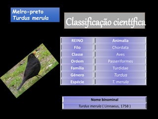 Melro-preto
Turdus merula
Classificação científica
REINO Animalia
Filo Chordata
Classe Aves
Ordem Passeriformes
Família Turdidae
Género Turdus
Espécie T. merula
Nome binominal
Turdus merula ( Linnaeus, 1758 )
 