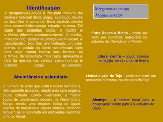 Merganso-de-poupa
Mergus serrator
Identificação
O merganso-de-poupa é um pato diferente da
tipologia habitual deste grupo, sobretudo devido
ao bico fino e comprido. Esta espécie ostenta
uma característica poupa eriçada na nuca. Tal
como nos restantes patos, o macho e
a fêmea diferem substancialmente. O macho,
mais colorido, apresenta cabeça verde escura, o
característico bico fino avermelhado, um colar
branco, e padrão no dorso claro/escuro com
uma larga banda branca nos flancos. Já
a fêmea, de tonalidade mais baça, apresenta o
bico da mesma cor, cabeça castanho-fulvo e
restante corpo acinzentado.
O número de aves que visita o nosso território é
relativamente reduzido, sendo esta uma espécie
pouco comum. Como invernante, a melhor
época de observação decorre de Novembro a
Março, sendo uma espécie típica de águas
abertas de estuários e lagoas amplas, podendo
também ser encontrada em ambientes marinhos
junto ao litoral.
Entre Douro e Minho – pode ser
visto em números reduzidos no
estuário do Cávado e no Minho
Litoral centro – pouco comum
na região, sendo a ria de Aveiro
Lisboa e vale do Tejo – pode ser visto, em
pequenos números, no estuário do Tejo
Alentejo – o melhor local para a
observação deste pato é o estuário do
Sado
Abundância e calendário
 