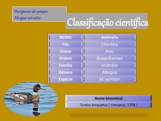 Merganso-de-poupa
Mergus serrator
Classificação científica
REINO Animalia
Filo Chordata
Classe Aves
Ordem Anseriformes
Família Anatidae
Género Mergus
Espécie M. serrator
Nome binominal
Turdus torquatus ( Linnaeus, 1758 )
 
