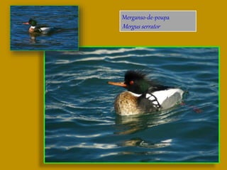 Merganso-de-poupa
Mergus serrator
 