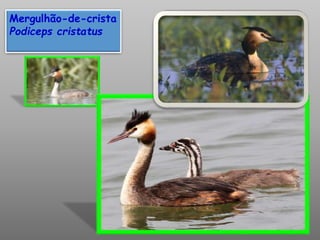 Mergulhão-de-crista
Podiceps cristatus
 
