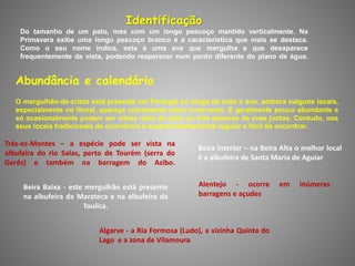Identificação
Do tamanho de um pato, mas com um longo pescoço mantido verticalmente. Na
Primavera exibe uma longo pescoço branco é a característica que mais se destaca.
Como o seu nome indica, esta é uma ave que mergulha e que desaparece
frequentemente da vista, podendo reaparecer num ponto diferente do plano de água.
O mergulhão-de-crista está presente em Portugal ao longo de todo o ano, embora nalguns locais,
especialmente no litoral, apareça unicamente como invernante. É geralmente pouco abundante e
só ocasionalmente podem ser vistas mais de duas ou três dezenas de aves juntas. Contudo, nos
seus locais tradicionais de ocorrência é surpreendentemente regular e fácil de encontrar.
Trás-os-Montes – a espécie pode ser vista na
albufeira do rio Salas, perto de Tourém (serra do
Gerês) e também na barragem do Azibo.
Beira interior – na Beira Alta o melhor local
é a albufeira de Santa Maria de Aguiar
Beira Baixa - este mergulhão está presente
na albufeira da Marateca e na albufeira da
Toulica.
Alentejo - ocorre em inúmeras
barragens e açudes
Algarve - a Ria Formosa (Ludo), a vizinha Quinta do
Lago e a zona de Vilamoura
Abundância e calendário
 