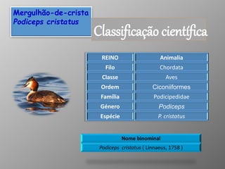 Mergulhão-de-crista
Podiceps cristatus
Classificação científica
REINO Animalia
Filo Chordata
Classe Aves
Ordem Ciconiiformes
Família Podicipedidae
Género Podiceps
Espécie P. cristatus
Nome binominal
Podiceps cristatus ( Linnaeus, 1758 )
 