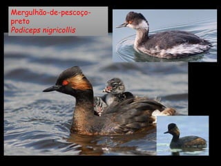Mergulhão-de-pescoço-
preto
Podiceps nigricollis
 