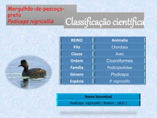 Mergulhão-de-pescoço-
preto
Podiceps nigricollis Classificação científica
REINO Animalia
Filo Chordata
Classe Aves
Ordem Ciconiiformes
Família Podicipedidae
Género Podiceps
Espécie P. nigricollis
Nome binominal
Podiceps nigricollis ( Brehm , 1831 )
 