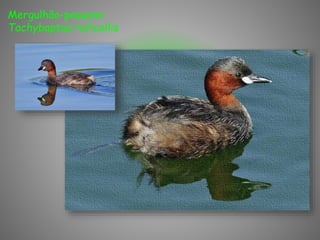 Mergulhão-pequeno
Tachybaptus ruficollis
 