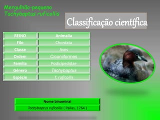 Mergulhão-pequeno
Tachybaptus ruficollis
Classificação científica
REINO Animalia
Filo Chordata
Classe Aves
Ordem Ciconiiformes
Família Podicipedidae
Género Tachybaptus
Espécie T. ruficollis
Nome binominal
Tachybaptus ruficollis ( Pallas, 1764 )
 