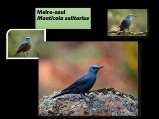 Melro-azul
Monticola solitarius
 