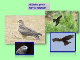 Milhafre-preto
Milvus migrans
 