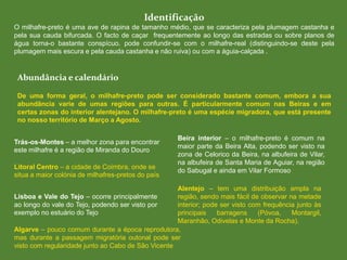 Identificação
O milhafre-preto é uma ave de rapina de tamanho médio, que se caracteriza pela plumagem castanha e
pela sua cauda bifurcada. O facto de caçar frequentemente ao longo das estradas ou sobre planos de
água torna-o bastante conspícuo. pode confundir-se com o milhafre-real (distinguindo-se deste pela
plumagem mais escura e pela cauda castanha e não ruiva) ou com a águia-calçada .
De uma forma geral, o milhafre-preto pode ser considerado bastante comum, embora a sua
abundância varie de umas regiões para outras. É particularmente comum nas Beiras e em
certas zonas do interior alentejano. O milhafre-preto é uma espécie migradora, que está presente
no nosso território de Março a Agosto.
Trás-os-Montes – a melhor zona para encontrar
este milhafre é a região de Miranda do Douro
Litoral Centro – a cidade de Coimbra, onde se
situa a maior colónia de milhafres-pretos do país
Beira interior – o milhafre-preto é comum na
maior parte da Beira Alta, podendo ser visto na
zona de Celorico da Beira, na albufeira de Vilar,
na albufeira de Santa Maria de Aguiar, na região
do Sabugal e ainda em Vilar Formoso
Abundância e calendário
Lisboa e Vale do Tejo – ocorre principalmente
ao longo do vale do Tejo, podendo ser visto por
exemplo no estuário do Tejo
Alentejo – tem uma distribuição ampla na
região, sendo mais fácil de observar na metade
interior; pode ser visto com frequência junto às
principais barragens (Póvoa, Montargil,
Maranhão, Odivelas e Monte da Rocha).
Algarve – pouco comum durante a época reprodutora,
mas durante a passagem migratória outonal pode ser
visto com regularidade junto ao Cabo de São Vicente
 
