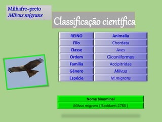Milhafre-preto
Milvus migrans
Classificação científica
REINO Animalia
Filo Chordata
Classe Aves
Ordem Ciconiiformes
Família Accipitridae
Género Milvus
Espécie M.migrans
Nome binominal
Milvus migrans ( Boddaert,1783 )
 
