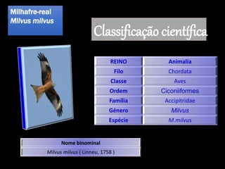 Milhafre-real
Milvus milvus
Classificação científica
Nome binominal
Milvus milvus ( Linneu, 1758 )
REINO Animalia
Filo Chordata
Classe Aves
Ordem Ciconiiformes
Família Accipitridae
Género Milvus
Espécie M.milvus
 