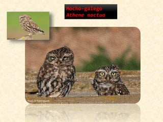 Mocho-galego
Athene noctua
 