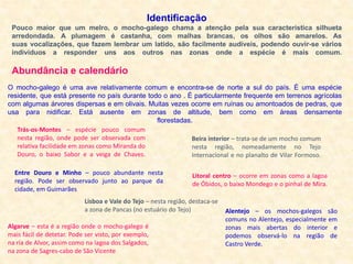 Identificação
Pouco maior que um melro, o mocho-galego chama a atenção pela sua característica silhueta
arredondada. A plumagem é castanha, com malhas brancas, os olhos são amarelos. As
suas vocalizações, que fazem lembrar um latido, são facilmente audíveis, podendo ouvir-se vários
indivíduos a responder uns aos outros nas zonas onde a espécie é mais comum.
O mocho-galego é uma ave relativamente comum e encontra-se de norte a sul do país. É uma espécie
residente, que está presente no país durante todo o ano . É particularmente frequente em terrenos agrícolas
com algumas árvores dispersas e em olivais. Muitas vezes ocorre em ruínas ou amontoados de pedras, que
usa para nidificar. Está ausente em zonas de altitude, bem como em áreas densamente
florestadas.
Entre Douro e Minho – pouco abundante nesta
região. Pode ser observado junto ao parque da
cidade, em Guimarães
Algarve – esta é a região onde o mocho-galego é
mais fácil de detetar. Pode ser visto, por exemplo,
na ria de Alvor, assim como na lagoa dos Salgados,
na zona de Sagres-cabo de São Vicente
Alentejo – os mochos-galegos são
comuns no Alentejo, especialmente em
zonas mais abertas do interior e
podemos observá-lo na região de
Castro Verde.
Lisboa e Vale do Tejo – nesta região, destaca-se
a zona de Pancas (no estuário do Tejo)
Beira interior – trata-se de um mocho comum
nesta região, nomeadamente no Tejo
Internacional e no planalto de Vilar Formoso.
Litoral centro – ocorre em zonas como a lagoa
de Óbidos, o baixo Mondego e o pinhal de Mira.
Trás-os-Montes – espécie pouco comum
nesta região, onde pode ser observada com
relativa facilidade em zonas como Miranda do
Douro, o baixo Sabor e a veiga de Chaves.
Abundância e calendário
 