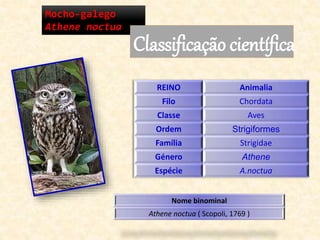 Mocho-galego
Athene noctua
Classificação científica
REINO Animalia
Filo Chordata
Classe Aves
Ordem Strigiformes
Família Strigidae
Género Athene
Espécie A.noctua
Nome binominal
Athene noctua ( Scopoli, 1769 )
 