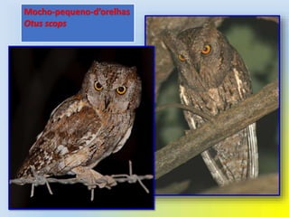 Mocho-pequeno-d’orelhas
Otus scops
 