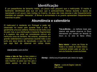 Identificação
É um passeriforme de tamanho médio, um pouco mais pequeno que o melro-preto. O macho é
facilmente identificável pela sua cor azul, que é particularmente intensa durante a época de
reprodução e um pouco mais mortiça no Inverno. As asas são mais escuras e são frequentemente
mantidas em posição “descaída”. A fêmea é acinzentada e os juvenis apresentam frequentemente
manchas no peito
O melro-azul é residente em Portugal e pode ser
observado no nosso país durante todo o ano. É
geralmente uma ave solitária. Distribui-se de norte a sul
do país mas a sua distribuição é bastante fragmentada
e a espécie não pode ser considerada comum em
nenhuma zona do território. No entanto, apresenta um
grande sedentarismo e permanece durante todo o ano
junto aos seus locais de reprodução, o que faz com
que seja fácil de observar em certos locais.
Litoral centro a serra de Aire
Lisboa e Vale do Tejo na faixa costeira a
espécie observa-se no cabo da Roca e no
cabo Espichel, ao passo que mais para o
interior aparece na zona de Tomar.
Alentejo – distribui-se principalmente pelo interior da região
Algarve – a zona de Sagres / cabo de
São Vicente
Beira interior – ocorre nas Portas de
Ródão e na cidade de Castelo Branco.
Localmente também pode ser visto na
serra da Gardunha, na serra da Estrela
Trás-os-Montes – os melhores locais para
observar esta espécie situam-se no Douro
Internacional (por exemplo em Miranda do
Douro ou na zona de Barca d'Alva).
Abundância e calendário
 
