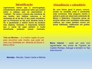 Identificação
Ligeiramente menor que o mocho-galego,
caracteriza-se pelos pequenos tufos que possui
sobre a cabeça, que se assemelham a
“orelhas”. Tal como a maioria dos membros da
sua família, tem hábitos noturnos e só
raramente se vê de dia. O seu canto monótono,
que na Primavera se faz ouvir durante horas a
fio, é geralmente a melhor forma de localizar
esta espécie. Contudo, é importante lembrar
que o canto do sapo parteiro é muito
semelhante, podendo causar confusão.
De uma forma geral é pouco comum,
exceto no nordeste onde é claramente
mais numeroso. Este pequeno mocho é
estival e pode ser observado sobretudo de
Março a Setembro. Frequenta zonas de
árvores velhas com cavidades onde possa
nidificar, por vezes também ocorre em
zonas habitadas, nidificando em jardins
públicos.
Beira interior – pode ser visto com
regularidade nas zonas de Figueira de
Castelo Rodrigo, Sabugal e também no Tejo
Internacional
Alentejo –Mourão, Castro Verde e Mértola
Trás-os-Montes – é a melhor região do país
para encontrar este mocho, que pode ser
visto com facilidade em Miranda do Douro e
Barca dÁlva
Abundância e calendário
 