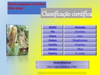 Mocho-pequeno-d’orelhas
Otus scops
Classificação científica
REINO Animalia
Filo Chordata
Classe Aves
Ordem Strigiformes
Família Strigidae
Género Otus
Espécie O. scops
Nome binominal
Otus scops ( Linnaeus, 1758 )
 