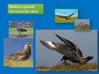 Moleiro-grande
Stercorarius skua
 