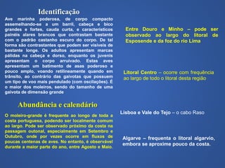 Identificação
Ave marinha poderosa, de corpo compacto
assemelhando-se a um barril, cabeça e bico
grandes e fortes, cauda curta, e característicos
painéis alares brancos que contrastam bastante
com o padrão castanho escuro do corpo. De tal
forma são contrastantes que podem ser visíveis de
bastante longe. Os adultos apresentam marcas
pálidas na cabeça e dorso, enquanto os juvenis
apresentam o corpo arruivado. Estas aves
apresentam um batimento de asas poderoso e
pouco amplo, voando retilineamente quando em
trânsito, ao contrário das gaivotas que possuem
um tipo de voo mais pendulado (com oscilações). É
o maior dos moleiros, sendo do tamanho de uma
gaivota de dimensão grande
O moleiro-grande é frequente ao longo de toda a
costa portuguesa, podendo ser localmente comum
ao largo. Pode ser observado próximo da costa na
passagem outonal, especialmente em Setembro e
Outubro, onde por vezes ocorre em fluxos de
poucas centenas de aves. No entanto, é observável
durante a maior parte do ano, entre Agosto e Maio.
Entre Douro e Minho – pode ser
observado ao largo do litoral de
Esposende e da foz do rio Lima
Litoral Centro – ocorre com frequência
ao largo de todo o litoral desta região
Lisboa e Vale do Tejo – o cabo Raso
Algarve – frequenta o litoral algarvio,
embora se aproxime pouco da costa.
Abundância e calendário
 