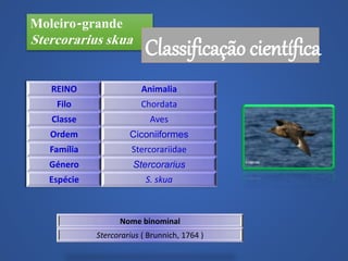 Moleiro-grande
Stercorarius skua
Classificação científica
REINO Animalia
Filo Chordata
Classe Aves
Ordem Ciconiiformes
Família Stercorariidae
Género Stercorarius
Espécie S. skua
Nome binominal
Stercorarius ( Brunnich, 1764 )
 