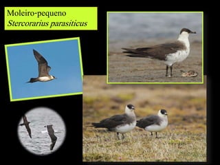 Moleiro-pequeno
Stercorarius parasiticus
 