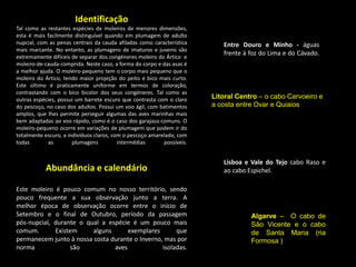 Identificação
Tal como as restantes espécies de moleiros de menores dimensões,
esta é mais facilmente distinguível quando em plumagem de adulto
nupcial, com as penas centrais da cauda afiladas como característica
mais marcante. No entanto, as plumagens de imaturos e juvenis são
extremamente difíceis de separar dos congéneres moleiro do Ártico e
moleiro-de-cauda-comprida. Neste caso, a forma do corpo e das asas é
a melhor ajuda. O moleiro-pequeno tem o corpo mais pequeno que o
moleiro do Ártico, tendo maior projeção do peito e bico mais curto.
Este último é praticamente uniforme em termos de coloração,
contrastando com o bico bicolor dos seus congéneres. Tal como as
outras espécies, possui um barrete escuro que contrasta com o claro
do pescoço, no caso dos adultos. Possui um voo ágil, com batimentos
amplos, que lhes permite perseguir algumas das aves marinhas mais
bem adaptadas ao voo rápido, como é o caso dos garajaus-comuns. O
moleiro-pequeno ocorre em variações de plumagem que podem ir do
totalmente escuro, a indivíduos claros, com o pescoço amarelado, com
todas as plumagens intermédias possíveis.
Este moleiro é pouco comum no nosso território, sendo
pouco frequente a sua observação junto a terra. A
melhor época de observação ocorre entre o início de
Setembro e o final de Outubro, período da passagem
pós-nupcial, durante o qual a espécie é um pouco mais
comum. Existem alguns exemplares que
permanecem junto à nossa costa durante o Inverno, mas por
norma são aves isoladas.
Entre Douro e Minho - águas
frente à foz do Lima e do Cávado.
Litoral Centro – o cabo Carvoeiro e
a costa entre Ovar e Quiaios
Lisboa e Vale do Tejo cabo Raso e
ao cabo Espichel.
Algarve – O cabo de
São Vicente e o cabo
de Santa Maria (ria
Formosa )
Abundância e calendário
 