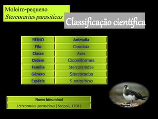 Moleiro-pequeno
Stercorarius parasiticus
Classificação científica
Nome binominal
Stercorarius parasiticus ( Scopoli, 1758 )
REINO Animalia
Filo Chordata
Classe Aves
Ordem Ciconiiformes
Família Stercorariidae
Género Stercorarius
Espécie S. parasiticus
 