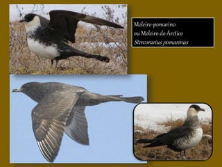 Moleiro-pomarino
ou Moleiro do Árctico
Stercorarius pomarinus
 