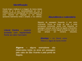 Cauda longa e bolbosa é a imagem de marca destes
artistas do ar. A sua manobrabilidade em voo é
notável quando em perseguição de outras espécies de
aves. Quando em migração ou em trânsito,
apresenta batimentos fortes e amplos, e voo retilíneo.
Migrador de passagem frequente, é raro como
invernante. Ocorre ao longo de toda a costa
portuguesa continental, sendo mais frequente na
passagem outonal, entre finais de Agosto e Novembro.
Durante o Inverno, é mais regular ao largo da costa sul,
mas sempre em números reduzidos.
Litoral Centro – espécie
avistada com regularidade
frente ao cabo Carvoeiro
Identificação
Alentejo - no litoral entre
Tróia e a lagoa de Santo André
Algarve – alguns exemplares são
observados todos os anos em passagem
pelo cabo de São Vicente e pela ponta de
Sagres.
Abundância e calendário
 