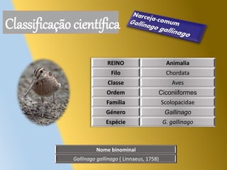 Nome binominal
Gallinago gallinago ( Linnaeus, 1758)
REINO Animalia
Filo Chordata
Classe Aves
Ordem Ciconiiformes
Família Scolopacidae
Género Gallinago
Espécie G. gallinago
Classificação científica
 