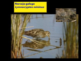 Narceja-galega
Lymnocryptes minimus
 