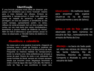 Identificação
É uma limícola pequena muito difícil de observar, pois
possui um mimetismo que a torna “invisível”, mesmo
para o mais treinado dos olhares. Embora se
assemelhe à narceja-comum é muito mais pequena
(cerca de metade do tamanho); o padrão da
plumagem, em tons de castanho, é semelhante ao das
outras narcejas, apresentando porém, no dorso,
reflexos de verde-arroxeado; tem um bico e patas mais
curtos, um voo mais lento (por vezes «borboleante»),
levantando a poucos metros de distância do intruso.
Além do mais é silenciosa e, quase sempre, pousa «à
vista» do observador, a 100-200 metros de distância no
máximo.
No nosso país é uma espécie invernante, chegando as
primeiras aves a partir de Outubro e podendo ser
observadas entre nós até final de Março/início de Abril.
Frequenta os mesmos habitats da narceja-comum,
tendo no entanto uma nítida preferência por arrozais e
zonas de paul. Ocorre de norte a sul, sobretudo nas
zonas húmidas do litoral, sempre em número escasso,
desde que encontre zonas alagadiças favoráveis e
onde o nível de água não seja muito alto. No interior, a
norte do Tejo, a sua ocorrência é muito rara.
Litoral centro – Os melhores locais
para encontrar esta espécie
situam-se na ria de Aveiro
(particularmente a zona de Salreu)
Lisboa e vale do Tejo – pode ser
observada em bons números no
estuário do Tejo , nomeadamente nos
arrozais da Ponta da Erva
Alentejo – na bacia do Sado pode
ser vista nas várzeas de Alcácer do
Sal, Santa Catarina, Rio de
Moinhos, Moinho da Ordem,
Comporta e Alvalade e, junto ao
estuário do Sado
Abundância e calendário
 