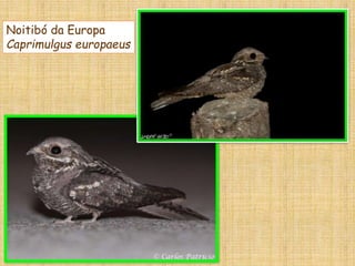 Noitibó da Europa
Caprimulgus europaeus
 