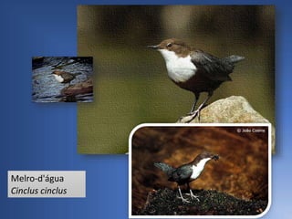 Melro-d'água
Cinclus cinclus
 