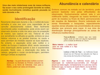 Uma das mais misteriosas aves da nossa avifauna,
faz ecoar o seu canto prolongado durante as noites,
sendo incrivelmente mimética quando pousada no
solo durante o dia.
Identificação
Raramente observado durante o dia, o noitibó-de-nuca-
vermelha é uma ave com uma capacidade de se
camuflar absolutamente notável. Mais facilmente
reconhecido pelas vocalizações, pode ainda assim ser
observado durante a noite nos seus voos de prospeção
de insetos, que captura em voo. Trata-se de uma
ave semelhante na silhueta ao gavião, embora os seus
hábitos noturnos e as janelas brancas na cauda e
asas permitam de imediato separar as duas espécies.
No entanto, a separação entre este noitibó e o
noitibó da Europa é bastante difícil, sendo necessária
uma observação atenta quando a ave é surpreendida
pousada. Neste caso, a observação dos lados da
cabeça, garganta e nucas cor-de-ferrugem, permitem
distinguir ambas as espécies
Embora comum na metade sul do território, pode
parecer bastante raro pelas dificuldades de
observação. Exclusivamente estival, este é um
nidificante tardio, chegando ao nosso território a
partir de meados ou finais de Abril, permanecendo
até meados de Setembro. Ocorre sobretudo em
zonas florestadas e bosquetes, especialmente
aquelas zonas situadas nas proximidades de zonas
abertas que procura para caçar. A sua área de
distribuição abrange principalmente as zonas de
influência mediterrânica
Tras-os-Montes – embora seja raro nesta
região, pode ser visto com alguma regularidade
junto à cidade de Miranda do Douro
Beira interior – o melhor local
para ver este noitibó é o Tejo
Internacional
Lisboa e Vale do Tejo – os melhores locais
situam-se em Pancas (no estuário do Tejo) e
nas zonas de Coruche e Chamusca.
Alentejo – na parte litoral estes noitibós ocorrem
sobretudo na Herdade do Pinheiro (estuário do
Sado), e na Serra de Grândola; mais para o
interior, podem ser vistos em Arraiolos.
Algarve – sem dúvida, os melhores locais para a
observação do noitibó-de-nuca-vermelha em Portugal
situam-se nesta região, nomeadamente no Ludo ena vizinha
Quinta do Lago, na reserva de Castro Marim, na ria de Alvor,
mas também na Serra do Caldeirão.
Abundância e calendário
 