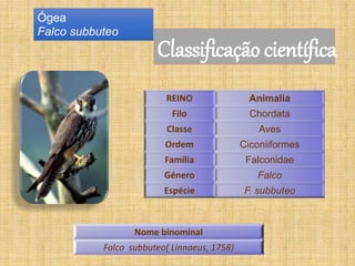 Ógea
Falco subbuteo
Classificação científica
REINO Animalia
Filo Chordata
Classe Aves
Ordem Ciconiiformes
Família Falconidae
Género Falco
Espécie F. subbuteo
Nome binominal
Falco subbuteo( Linnaeus, 1758)
 