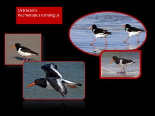 Ostraceiro
Haematopus ostralegus
 