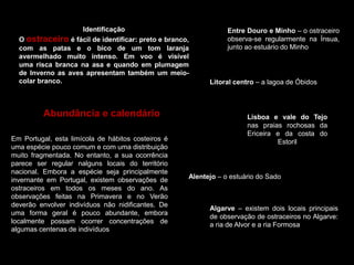 Identificação
O ostraceiro é fácil de identificar: preto e branco,
com as patas e o bico de um tom laranja
avermelhado muito intenso. Em voo é visível
uma risca branca na asa e quando em plumagem
de Inverno as aves apresentam também um meio-
colar branco.
Em Portugal, esta limícola de hábitos costeiros é
uma espécie pouco comum e com uma distribuição
muito fragmentada. No entanto, a sua ocorrência
parece ser regular nalguns locais do território
nacional. Embora a espécie seja principalmente
invernante em Portugal, existem observações de
ostraceiros em todos os meses do ano. As
observações feitas na Primavera e no Verão
deverão envolver indivíduos não nidificantes. De
uma forma geral é pouco abundante, embora
localmente possam ocorrer concentrações de
algumas centenas de indivíduos
Entre Douro e Minho – o ostraceiro
observa-se regularmente na Ínsua,
junto ao estuário do Minho
Litoral centro – a lagoa de Óbidos
Lisboa e vale do Tejo
nas praias rochosas da
Ericeira e da costa do
Estoril
Alentejo – o estuário do Sado
Algarve – existem dois locais principais
de observação de ostraceiros no Algarve:
a ria de Alvor e a ria Formosa
Abundância e calendário
 