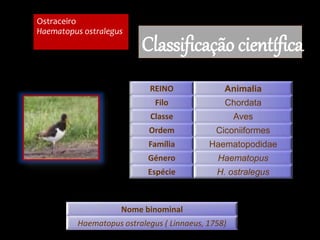 Ostraceiro
Haematopus ostralegus
Classificação científica
REINO Animalia
Filo Chordata
Classe Aves
Ordem Ciconiiformes
Família Haematopodidae
Género Haematopus
Espécie H. ostralegus
Nome binominal
Haematopus ostralegus ( Linnaeus, 1758)
 