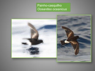 Painho-casquilho
Oceanites oceanicus
 