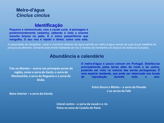 Melro-d'água
Cinclus cinclus
Identificação
Pequeno e rechonchudo, com a cauda curta. A plumagem é
predominantemente castanha, saltando à vista a enorme
mancha branca no peito. É o único passeriforme que
mergulha. O seu voo é rápido e direto, como uma seta.
O melro-d’água é pouco comum em Portugal. Distribui-se
principalmente pelas terras altas do norte e do centro,
podendo ser visto na maioria das serras portuguesas. É
uma espécie residente, que pode ser observada nos locais
de reprodução durante todo o ano.
Entre Douro e Minho – a serra da Peneda
e as serras de Fafe
Trás-os-Montes – ocorre nas principais serras da
região, como a serra do Gerês, a serra de
Montesinho, a serra da Nogueira e a serra do
Alvão.
Litoral centro – a serra da Lousã e o rio
Paiva na zona de Castelo de Paiva
Beira interior – a serra da Estrela
A capacidade de mergulhar, nadar e caminhar debaixo de água permite ao melro-d’água vencer as suas duras batalhas de
procura de alimento, tornando este tímido habitante de rios e riachos de montanha um tesouro da avifauna Europeia.
Abundância e calendário
 