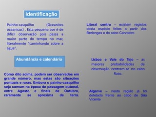Como dito acima, podem ser observados em
grande número, mas estas são situações
pontuais e raras. Embora o painho-casquilho
seja comum na época de passagem outonal,
entre Agosto e finais de Outubro,
raramente se aproxima de terra.
Litoral centro – existem registos
desta espécie feitos a partir das
Berlengas e do cabo Carvoeiro
Lisboa e Vale do Tejo – as
maiores probabilidades de
observação centram-se no cabo
Raso.
Algarve – nesta região já foi
detetada frente ao cabo de São
Vicente
Painho-casquilho (Oceanites
oceanicus) . Esta pequena ave é de
difícil observação pois passa a
maior parte do tempo no mar,
literalmente "caminhando sobre a
água".
Identificação
Abundância e calendário
 