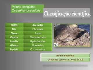 Painho-casquilho
Oceanites oceanicus
REINO Animalia
Filo Chordata
Classe Aves
Ordem Ciconiiformes
Família Hydrobatidae
Género Oceanites
Espécie O. oceanicus
Nome binominal
Oceanites oceanicus ( Kuhl, 1820)
Classificação científica
 