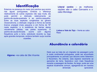 Identificação
Estamos na presença do maior dos painhos que ocorre
nas águas portuguesas. Embora a diferença
relativamente às outras espécies não seja muita, ela
pode permitir a distinção relativamente ao
painho-de-cauda-quadrada e ao painho-casquilho.
Entre as duas espécies congéneres do género
Oceanodroma, a distinção cinge-se à forma da banda
branca uropigial (mais pequena e em forma de 'W'
nesta espécie), e à existência de barras alares
visivelmente pálidas, nas partes superiores. O
painho-de-cauda-forcada ocorre com alguma
frequência junto a terra, sobretudo durante ou logo
após grandes temporais, embora também surja noutras
ocasiões.
Dado que se trata de um migrador de passagem junto
à costa continental portuguesa, pode ser encontrado
principalmente no período que decorre entre Setembro
e Novembro. No entanto, esta espécie raramente se
aproxima de terra, fazendo-o com mais frequência
durante a passagem de frentes. Ao largo, pode ser uma
espécie localmente comum, agregando-se em bandos
de dimensão apreciável.
Litoral centro – as melhores
opções são o cabo Carvoeiro e o
cabo Mondego
Lisboa e Vale do Tejo – frente ao cabo
Raso
Algarve –no cabo de São Vicente
Abundância e calendário
 