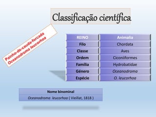 Classificação científica
REINO Animalia
Filo Chordata
Classe Aves
Ordem Ciconiiformes
Família Hydrobatidae
Género Oceanodroma
Espécie O. leucorhoa
Nome binominal
Oceanodroma leucorhoa ( Vieillat, 1818 )
 