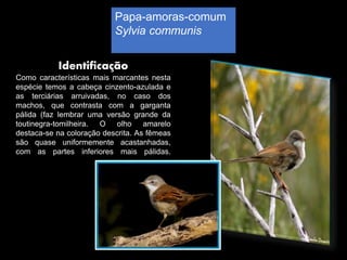 Papa-amoras-comum
Sylvia communis
Identificação
Como características mais marcantes nesta
espécie temos a cabeça cinzento-azulada e
as terciárias arruivadas, no caso dos
machos, que contrasta com a garganta
pálida (faz lembrar uma versão grande da
toutinegra-tomilheira. O olho amarelo
destaca-se na coloração descrita. As fêmeas
são quase uniformemente acastanhadas,
com as partes inferiores mais pálidas.
 